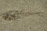 Oligocene Fossil Deep-Sea Hatchetfish (Polyipnus) Plate - Poland #320596-2